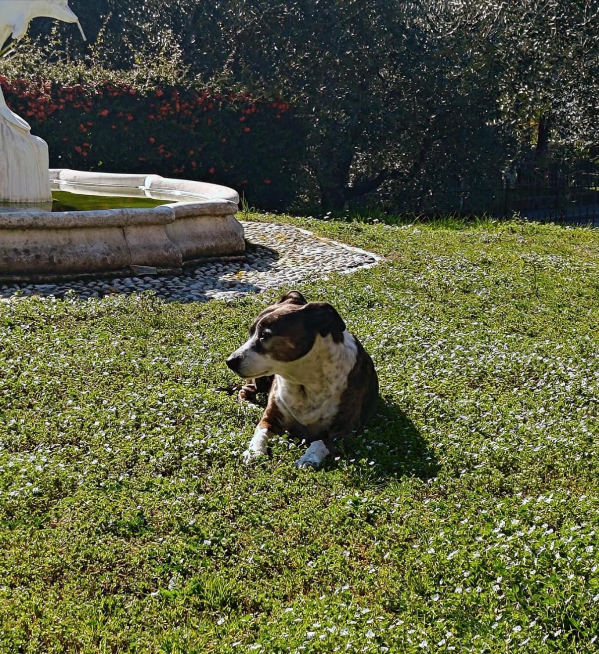 Casa Silvia Lägenhet Padenghe sul Garda Exteriör bild